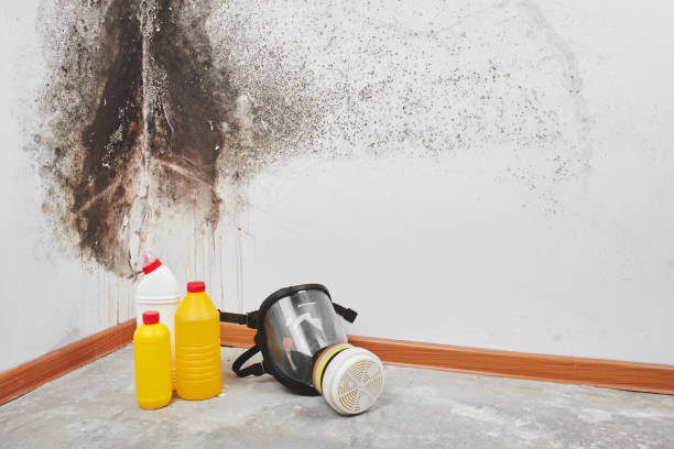 Best Fast Mold Removal  in Milford, NE