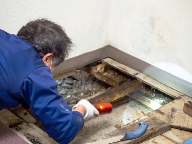 Best Certified Mold Removal  in Milford, NE