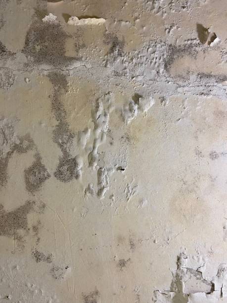 Best Black Mold Removal  in Milford, NE