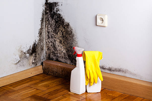 Best Black Mold Removal  in Milford, NE