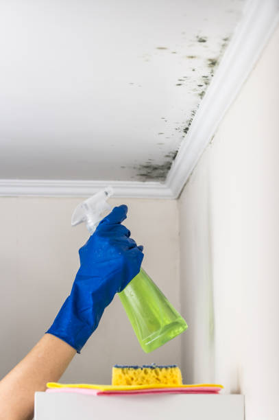 Best Fast Mold Removal  in Milford, NE